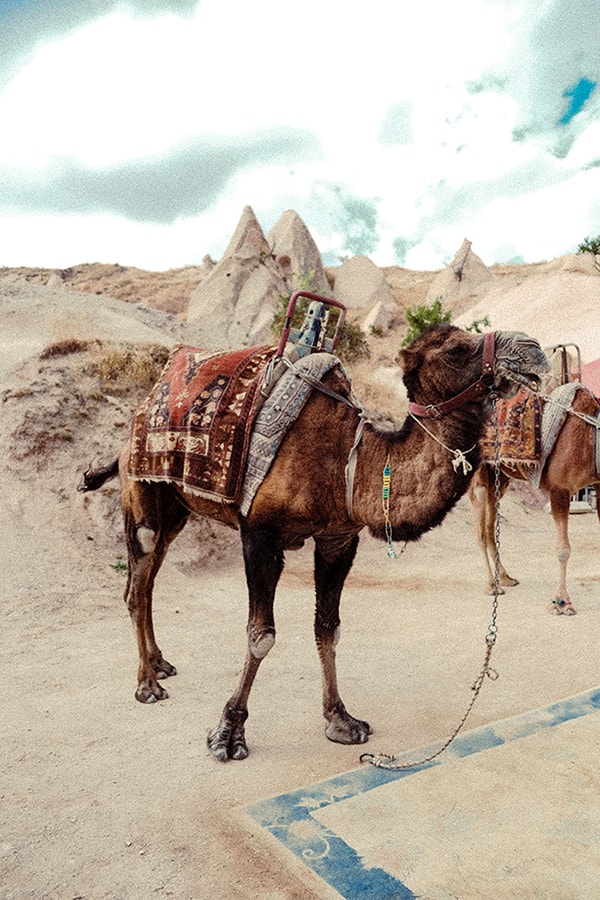 Camel with rug in Turkey